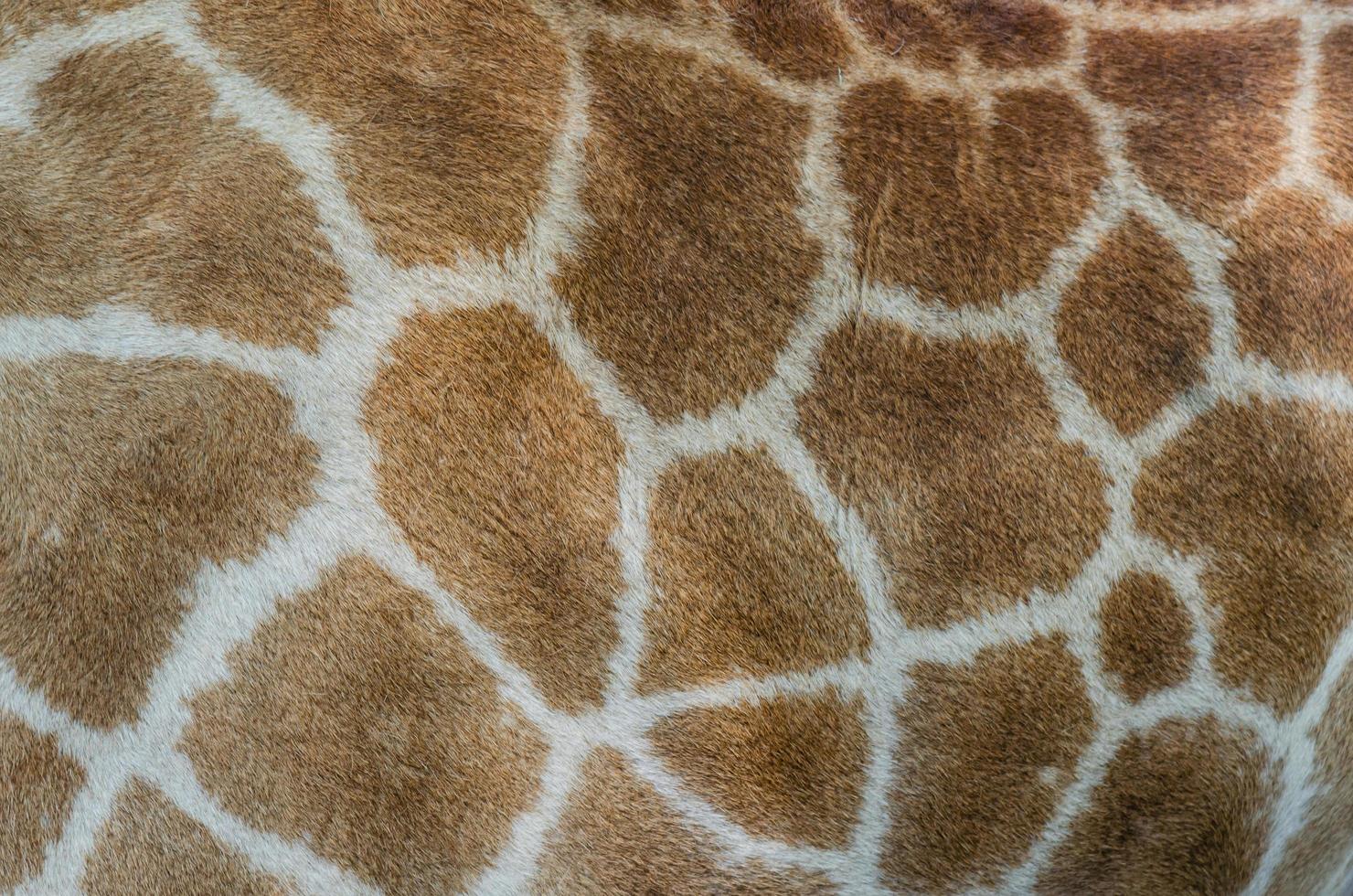 Giraffenfellmuster foto