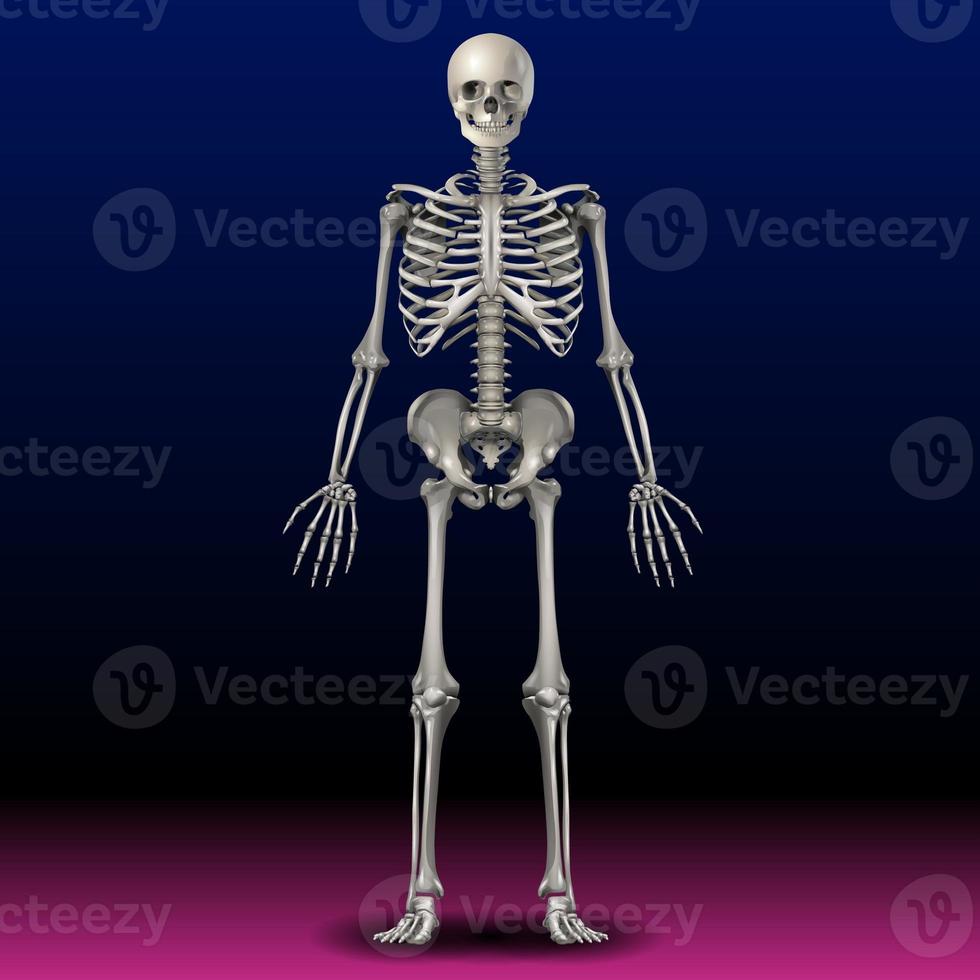 Skelett - Knochen - Schädel - Illustration - Körper - Hand - Kunst foto
