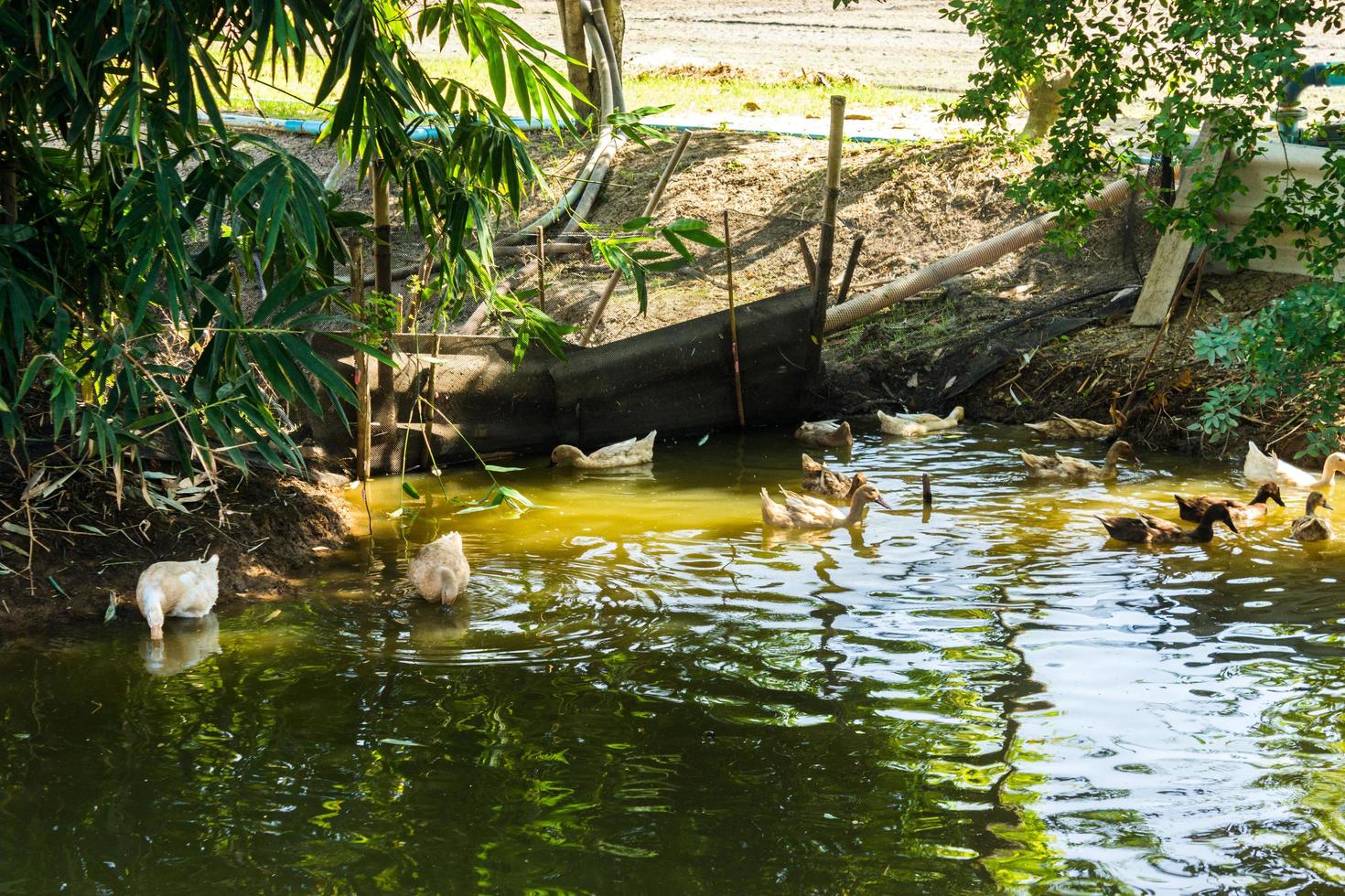 Gruppe von Enten, die in einem Sumpf schwimmen foto