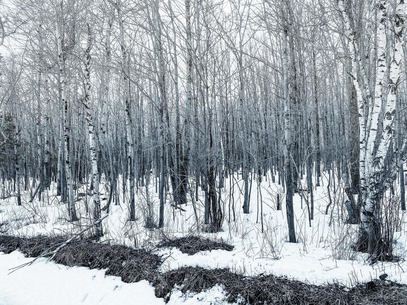 kahle Bäume im Winter foto