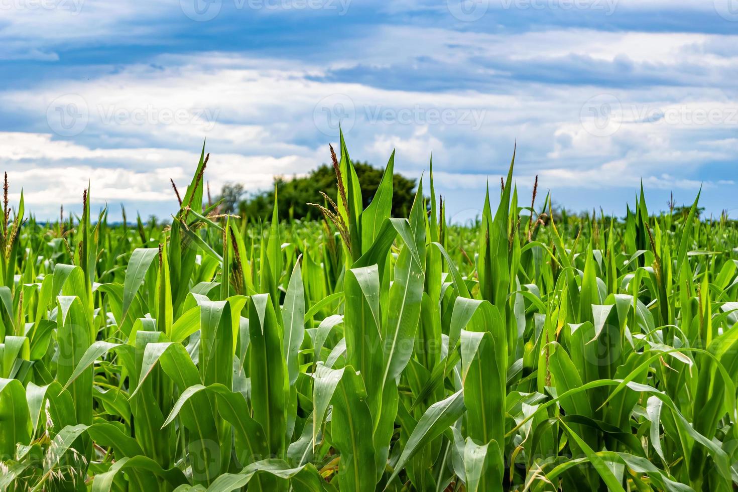 Fotografie zum Thema Big Corn Farm Field für die Bio-Ernte foto