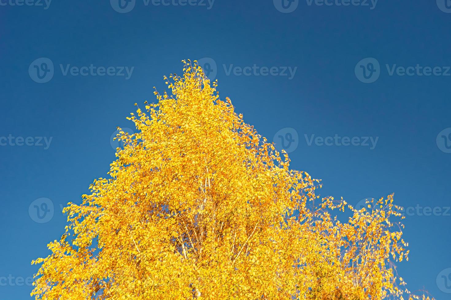 Fotografie zum Thema große schöne Herbstbirke auf hellem Himmel des Hintergrundes foto