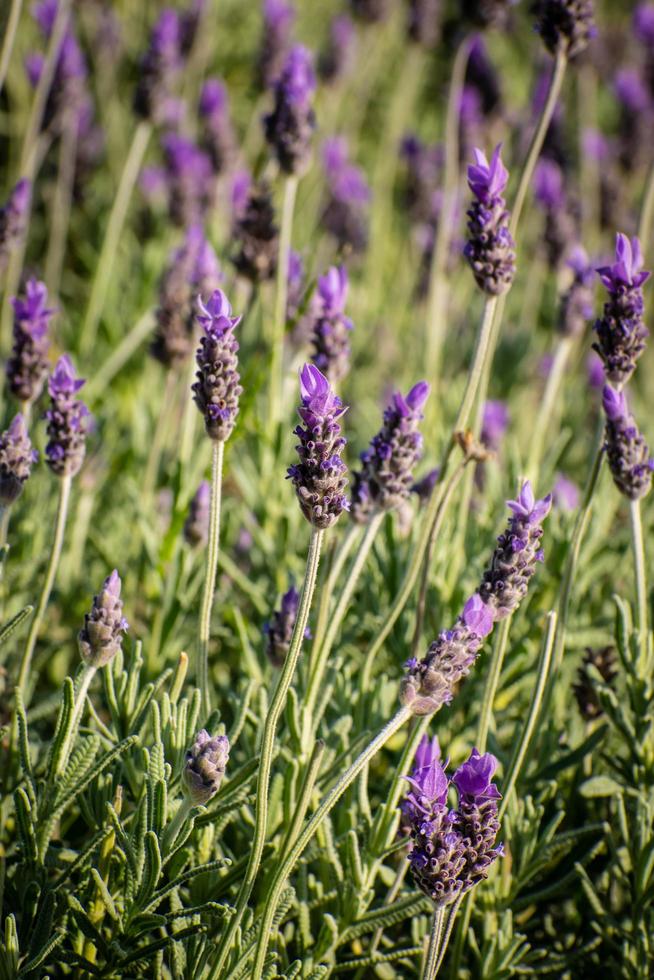 üppiger Lavendel während des Tages foto