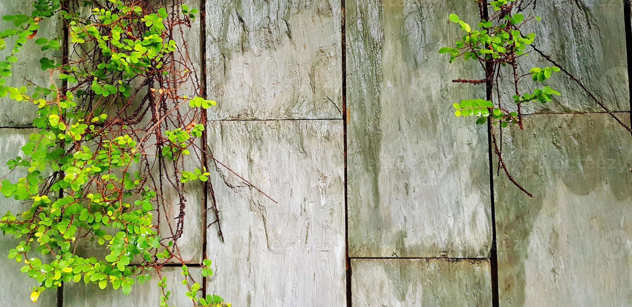 grüne Rebe, Efeu oder kriechende Pflanze auf grauem Grunge-Wandhintergrund mit Kopierraum. natürliche tapete, schönheit in der natur und wachstumskonzept foto