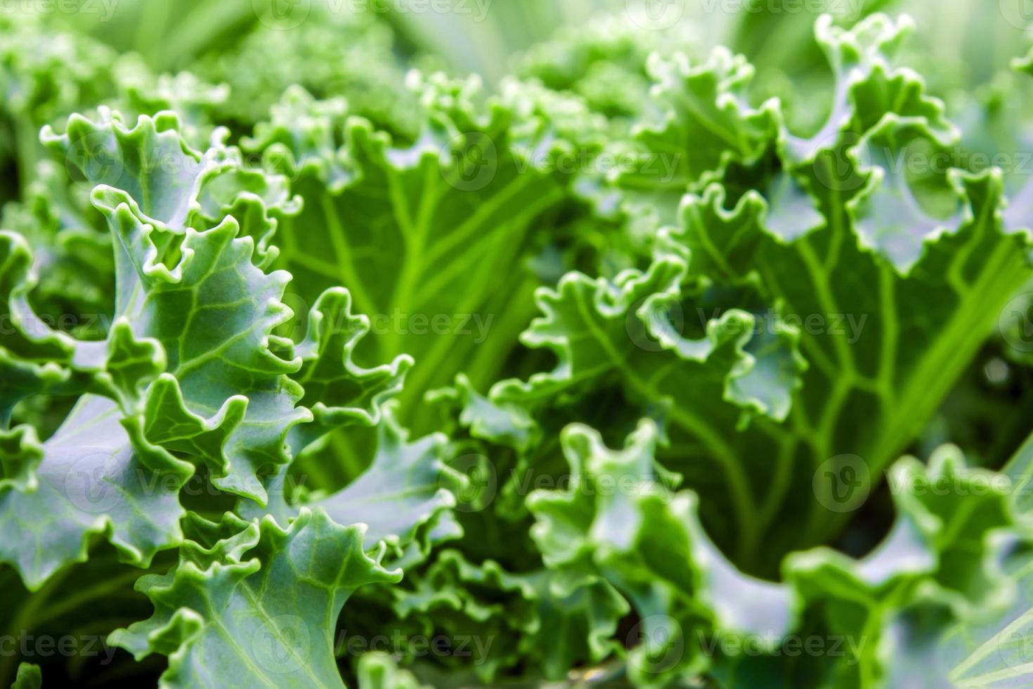 Zierkohl und Kohl foto