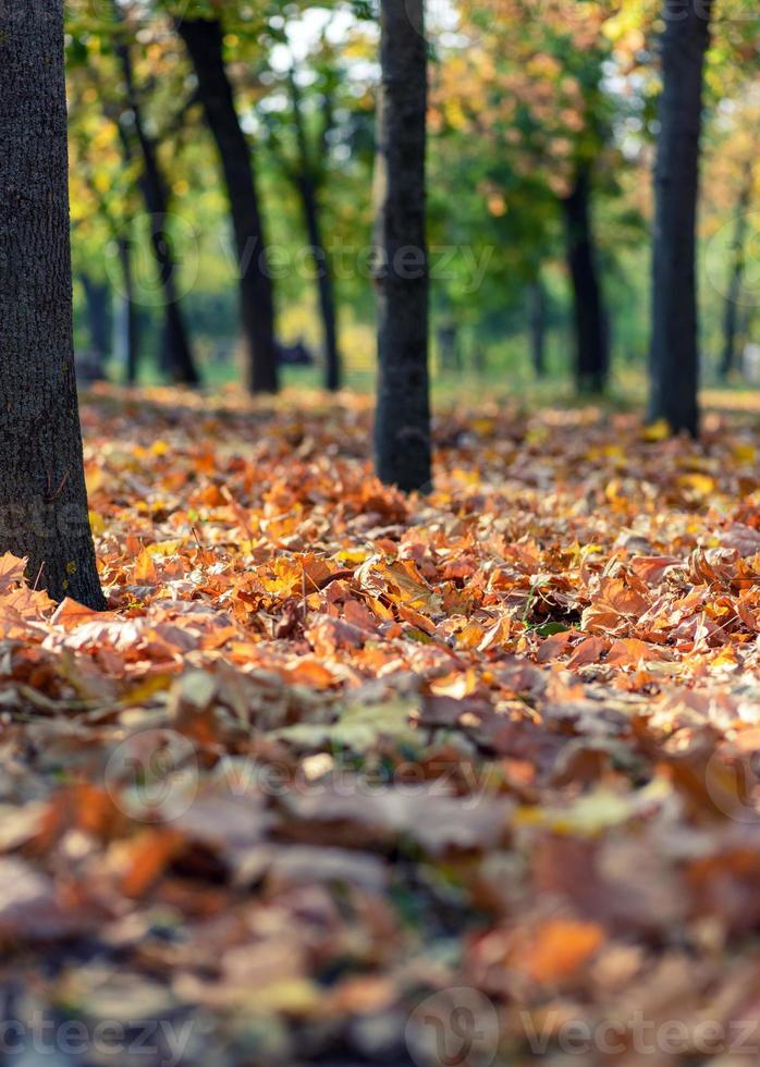 herbststadtpark mit bäumen und trockenen gelben blättern foto