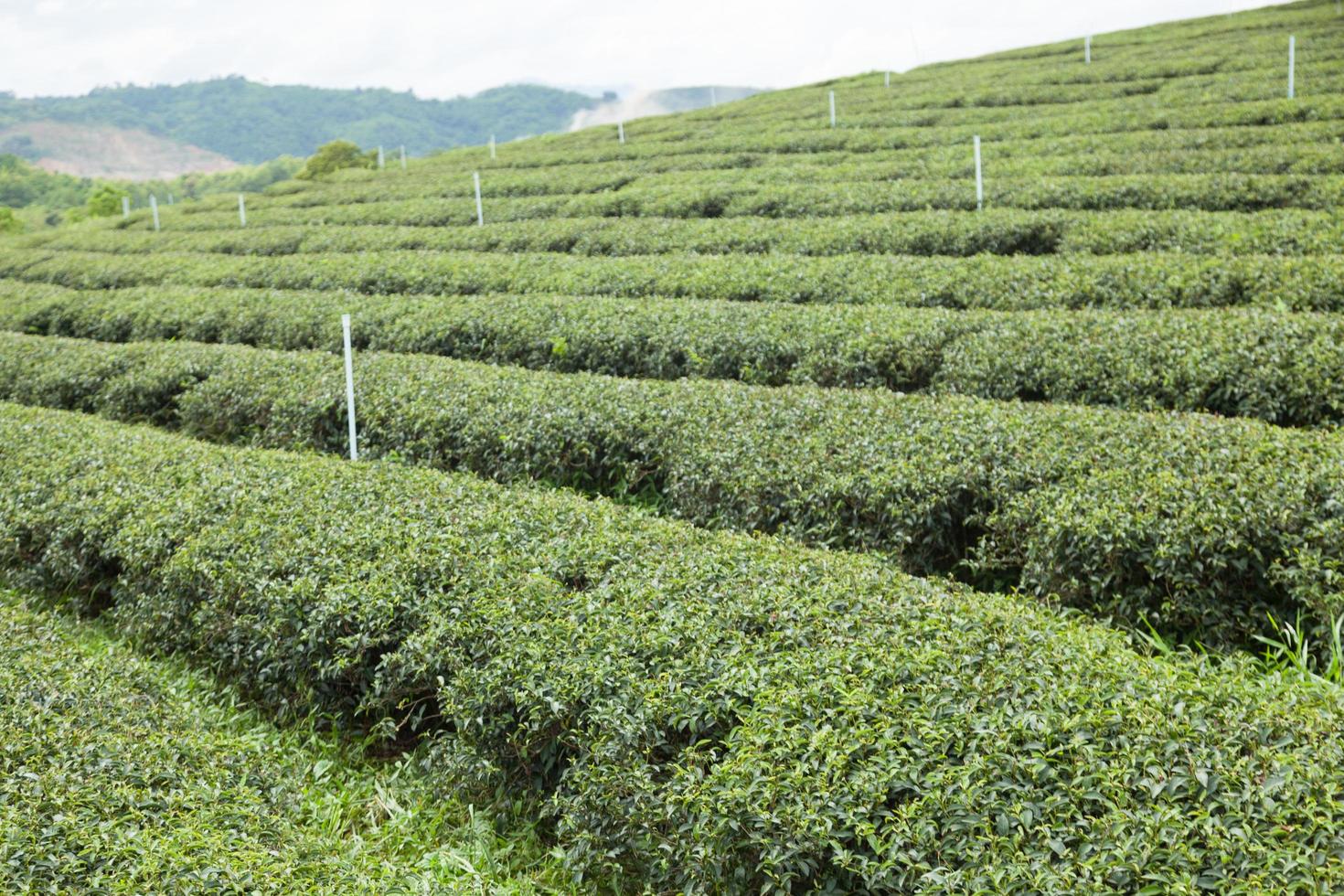 Teefarm in Thailand foto