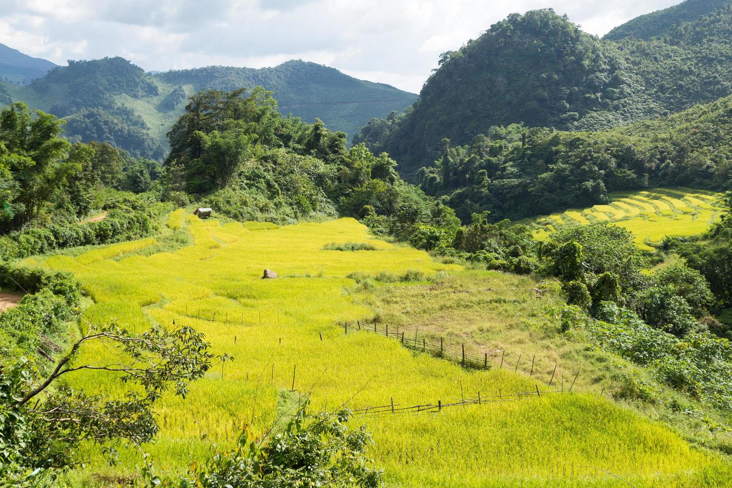 Reisfarm in Thailand foto