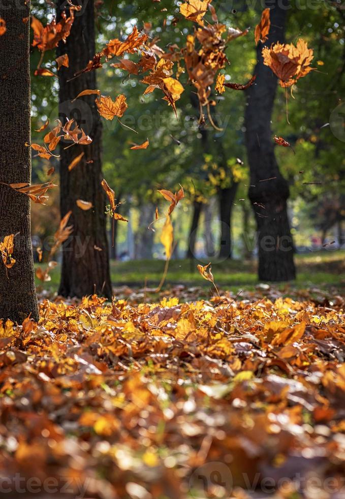 fallende trockene ahornblätter im herbstpark foto