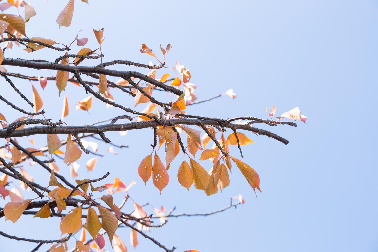 gelbe Blätter am Baum foto