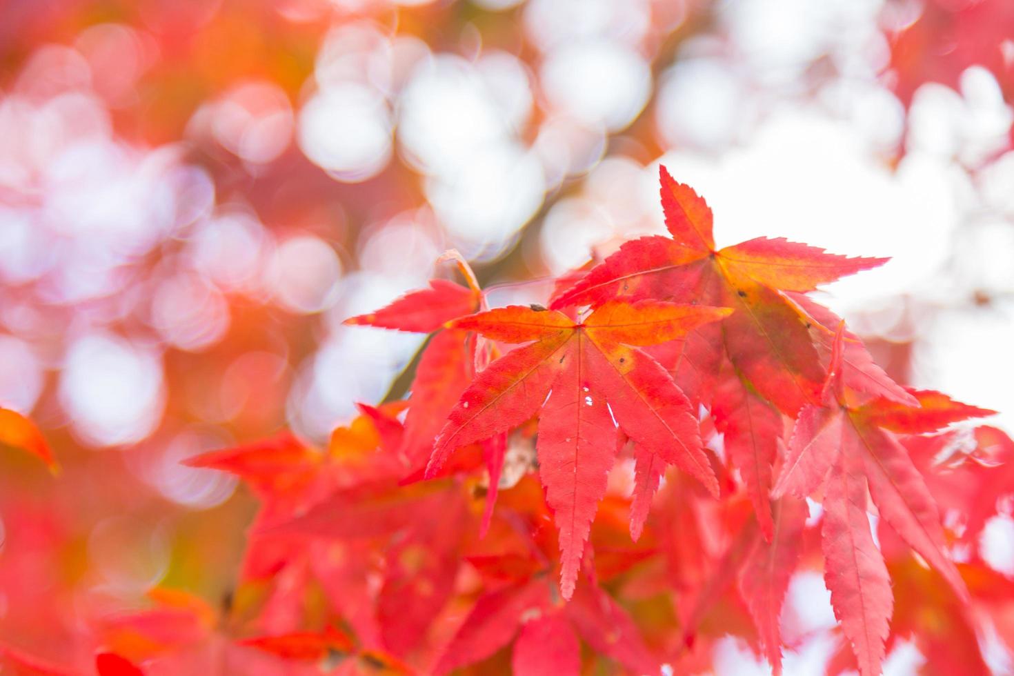 rote Blätter am Baum foto