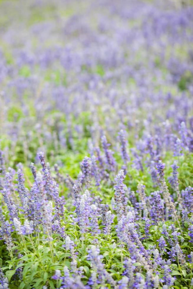 blaue Blume auf dem Feld foto