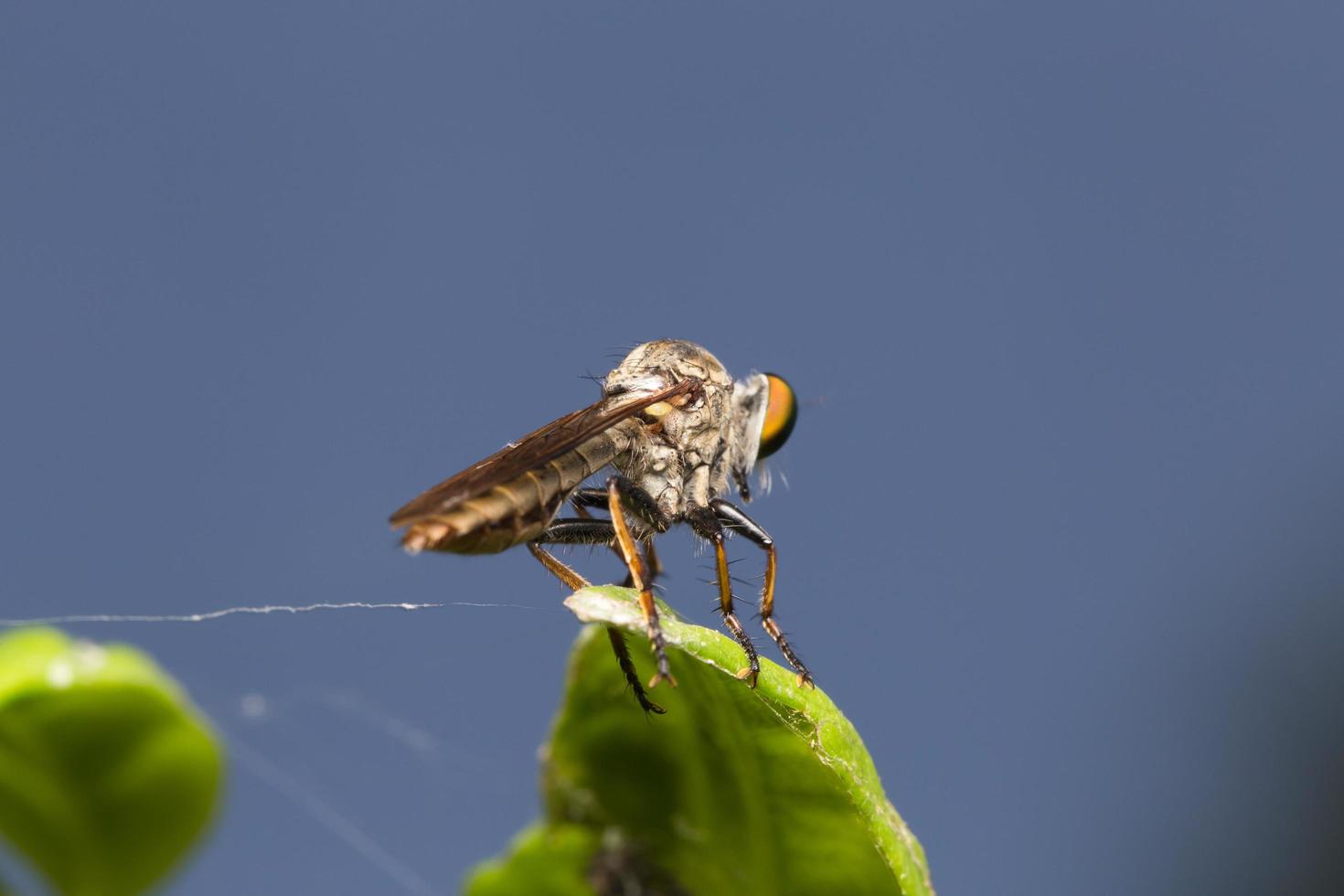 auf einem Blatt fliegen foto