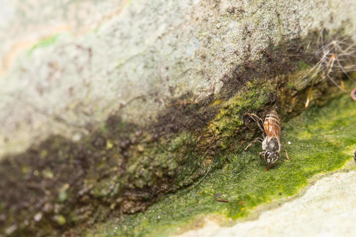 Biene auf einem Stein foto