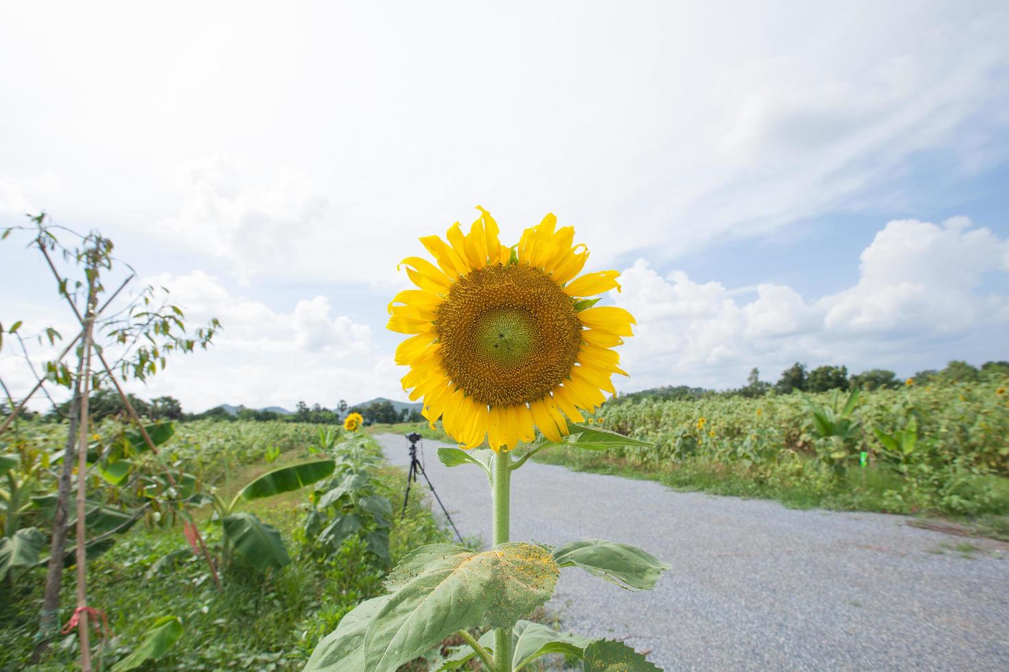 Sonnenblume in voller Blüte foto