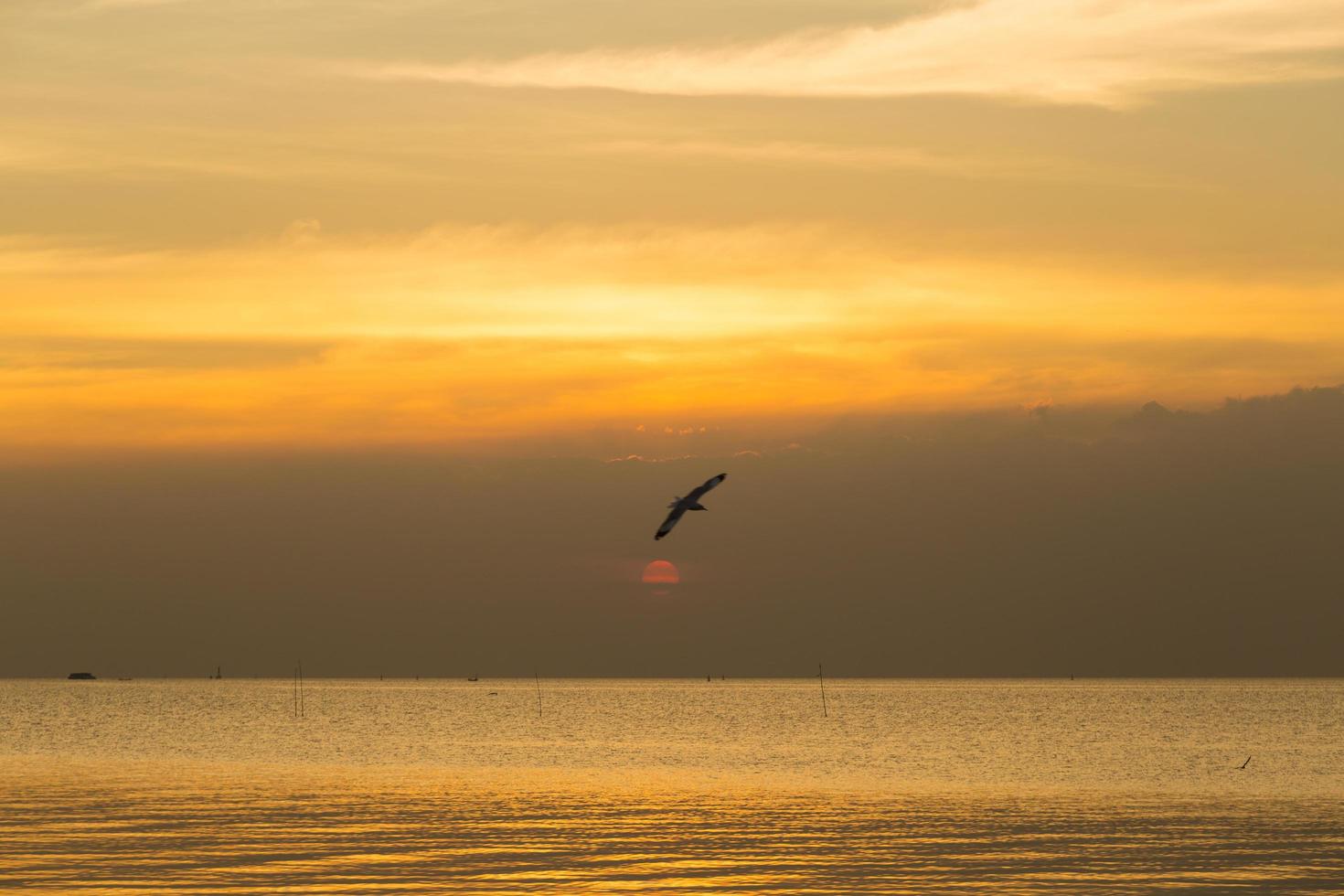 Vogel fliegt über das Meer foto