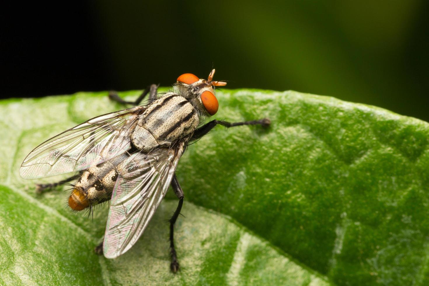 auf einem Blatt fliegen foto