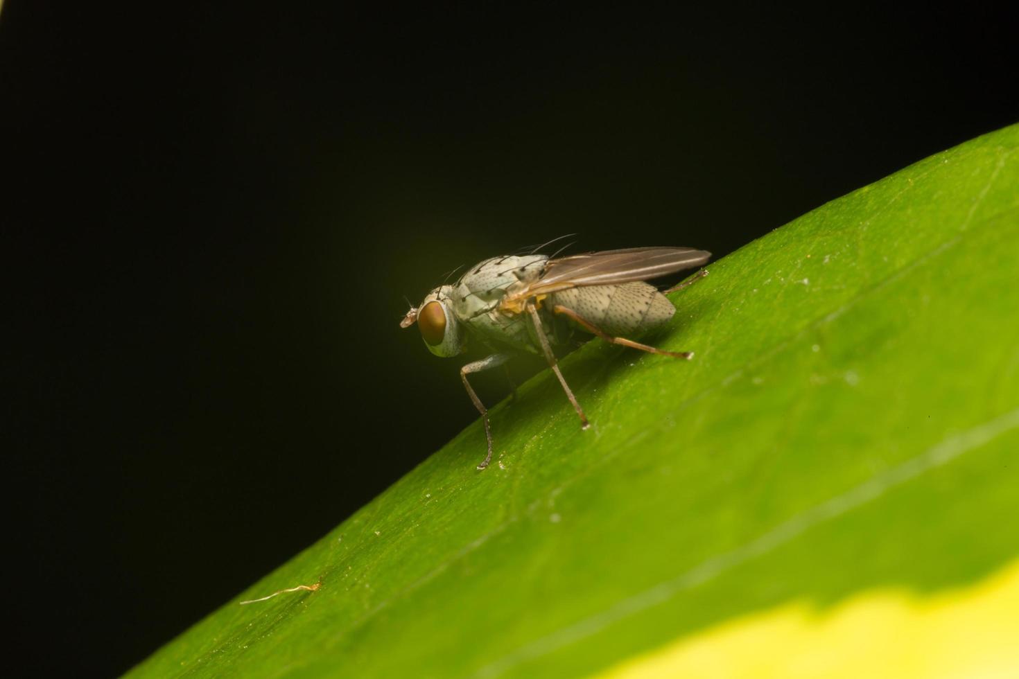 auf einem Blatt fliegen foto