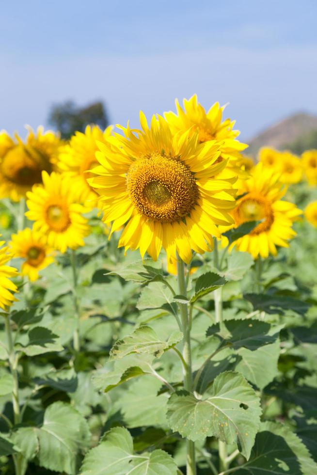 Sonnenblumen auf einem Feld foto