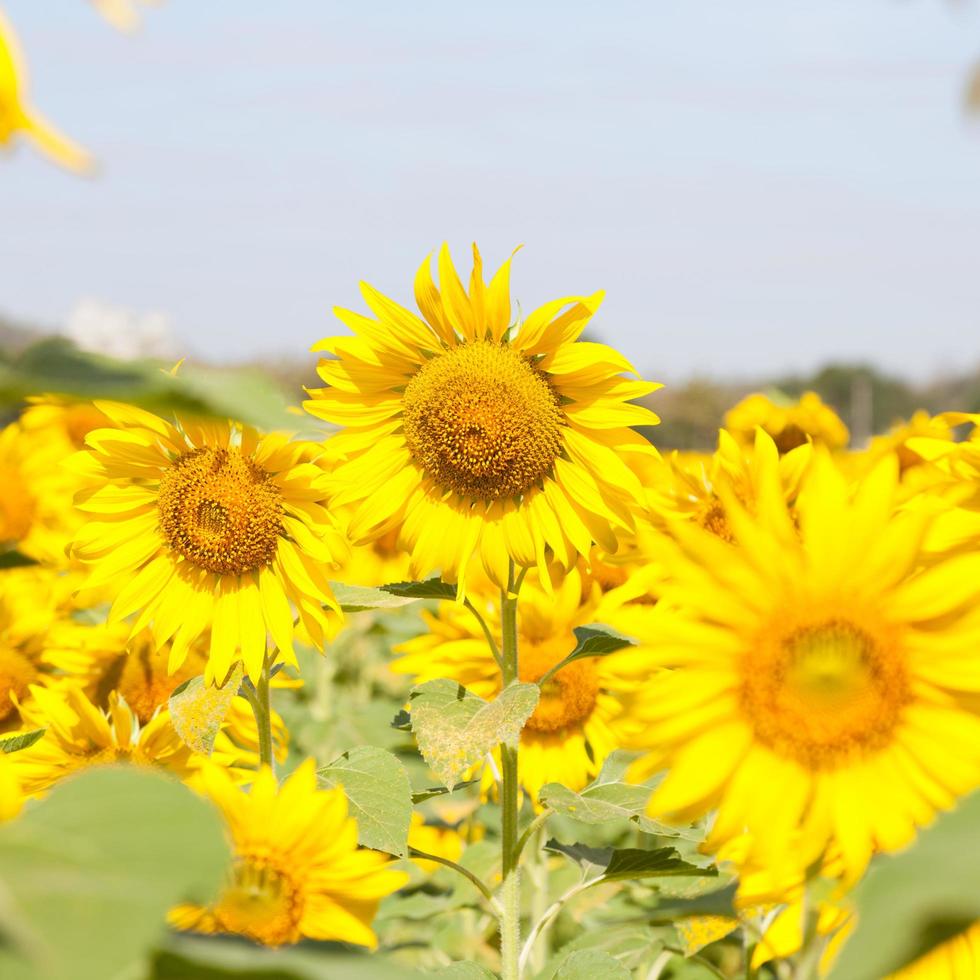 Sonnenblumen auf einem Feld foto