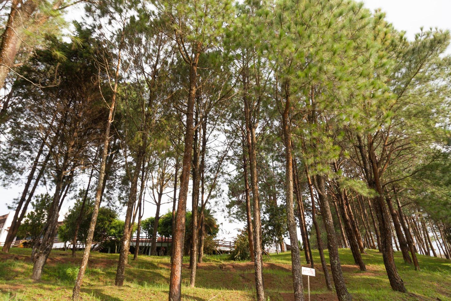 Kiefer wächst auf dem Rasen auf einem Hügel im Park foto