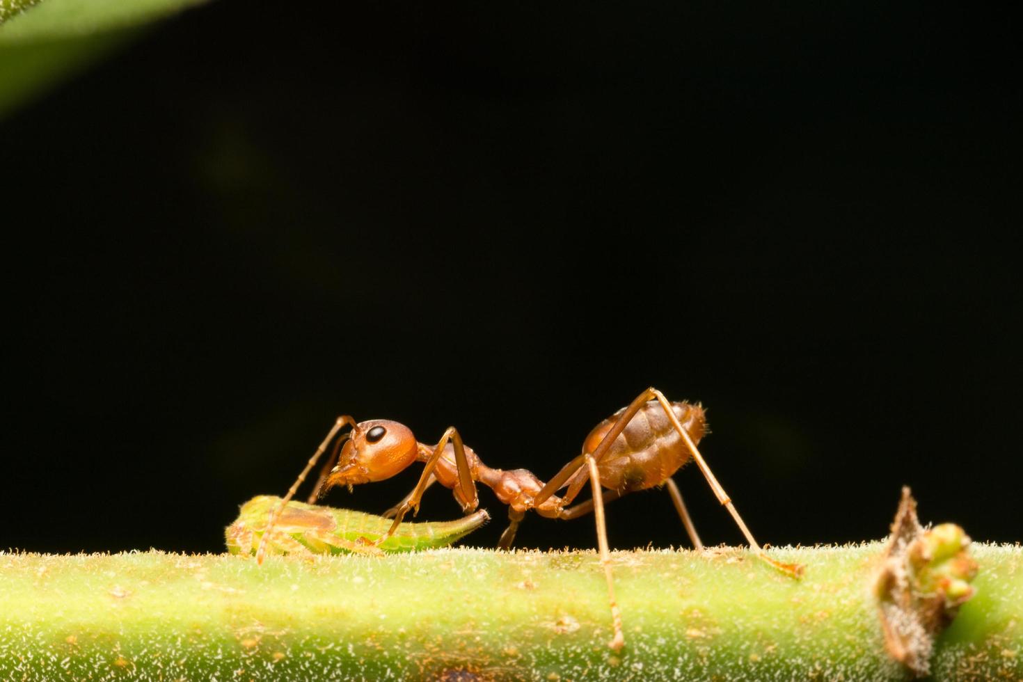 rote Ameise auf einem Ast foto