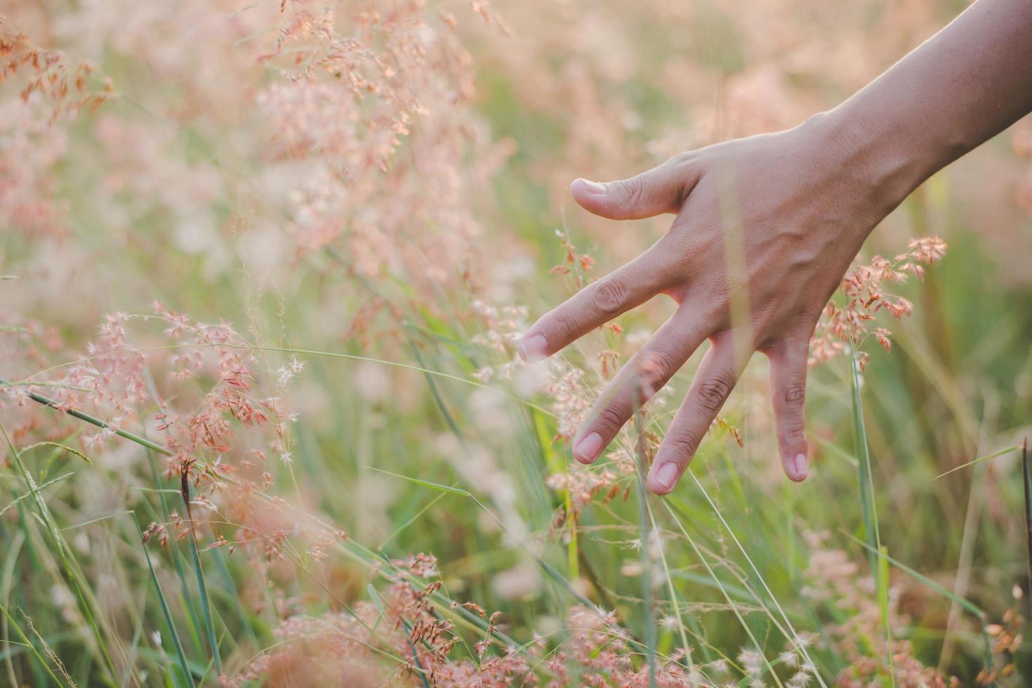 Hand berührt das Gras in einem Feld bei Sonnenuntergang foto