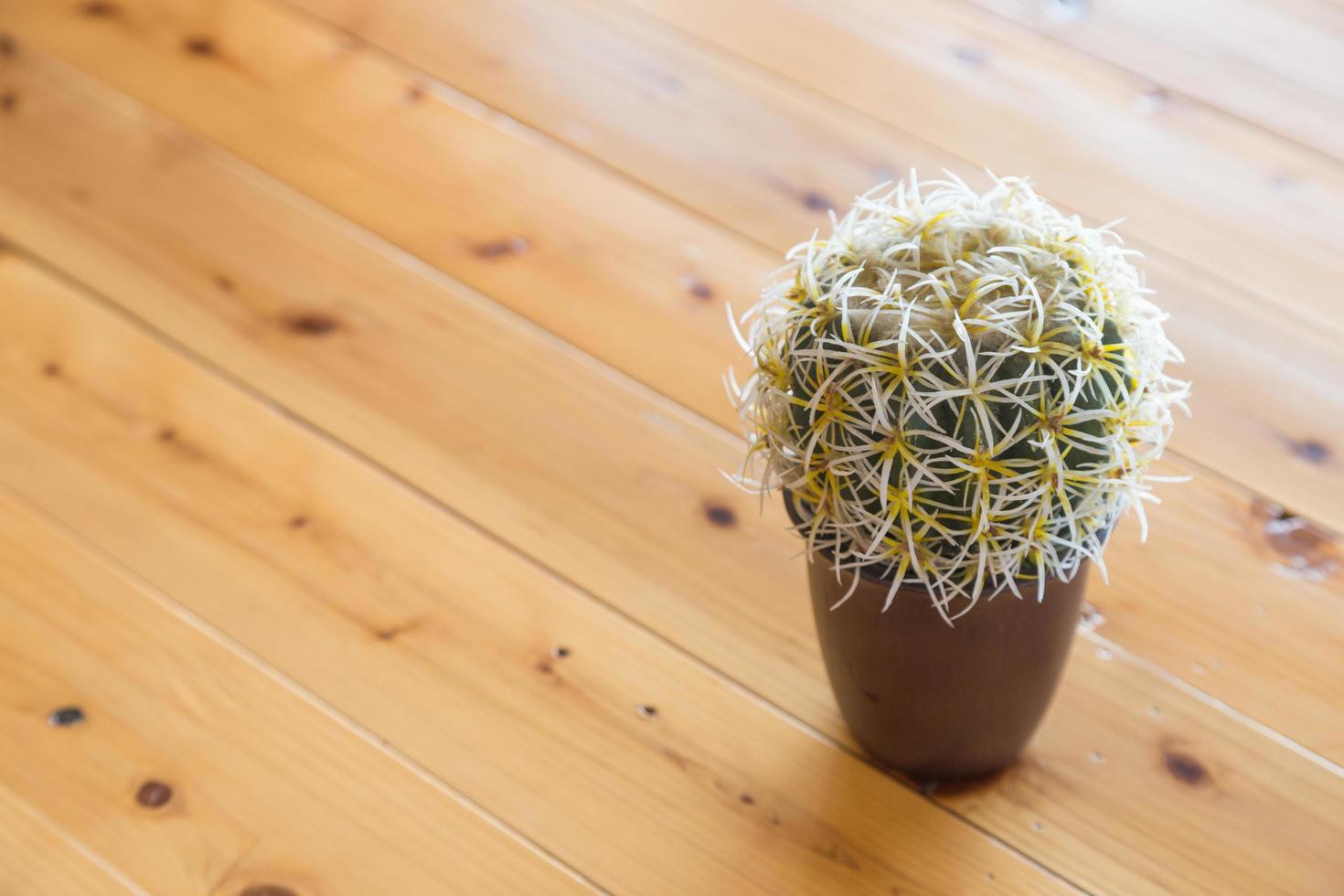 kleiner Kaktus in einem Topf foto