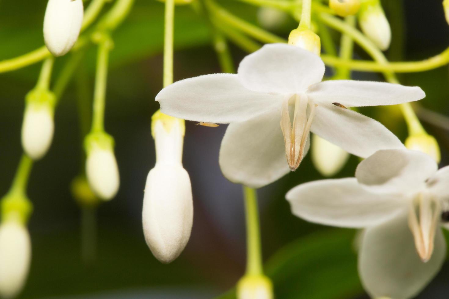 weiße Blume Nahaufnahme foto