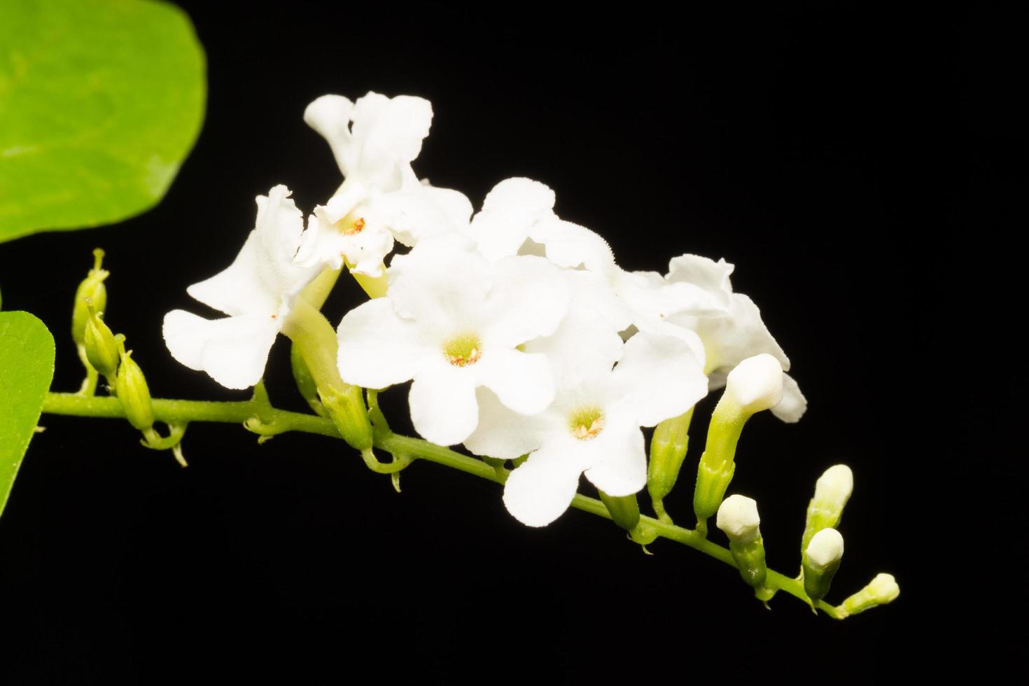 weiße Blume Nahaufnahme foto