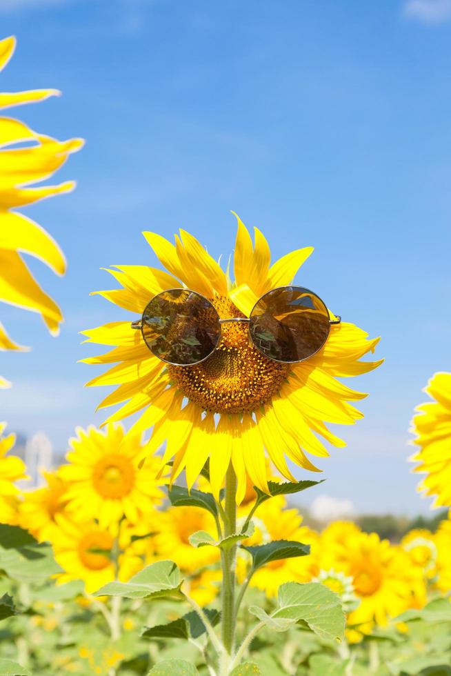 Sonnenblume mit Sonnenbrille foto