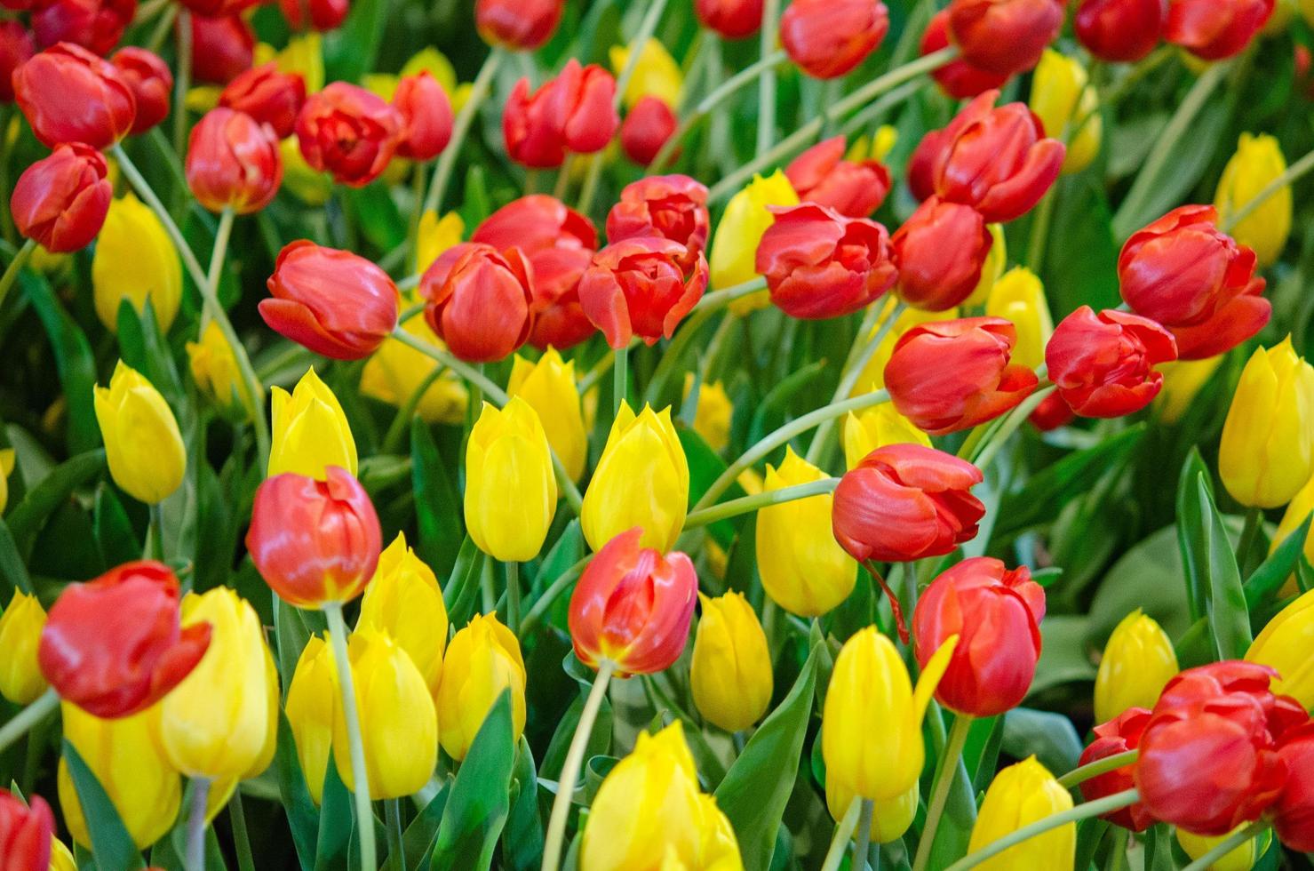 Tulpen im Garten foto