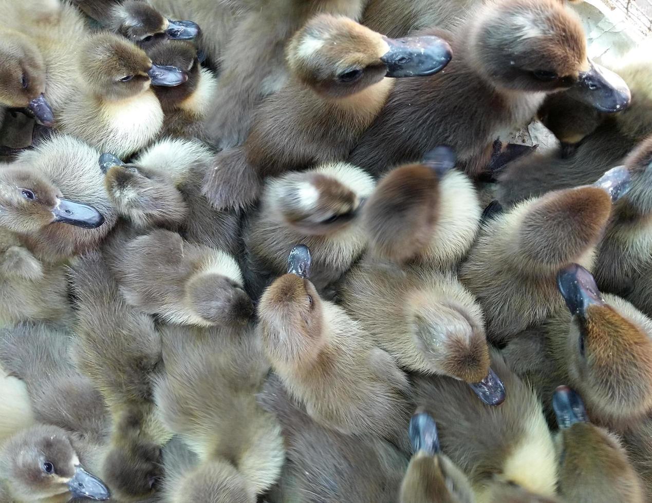 Draufsicht auf Entenküken foto