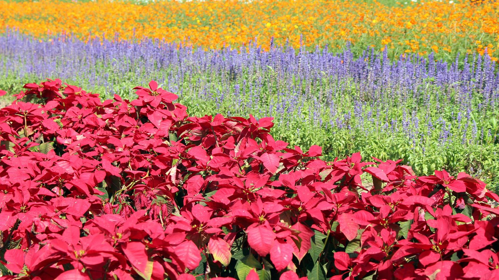 bunte Blumenfelder foto