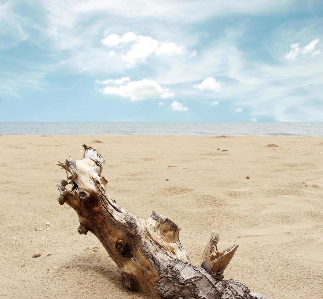 Treibholz im Sand foto