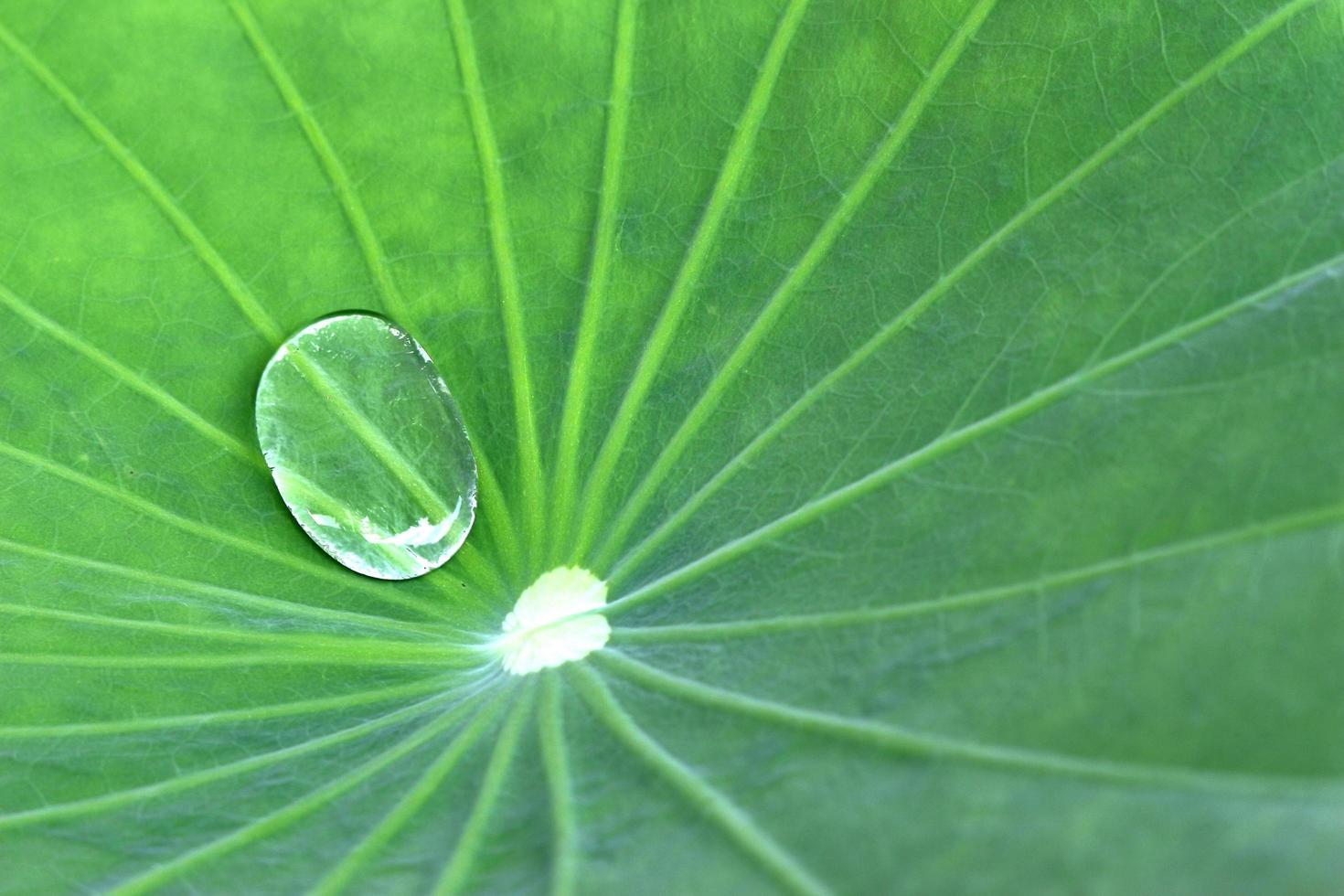 Wasser auf Lotusblatt foto