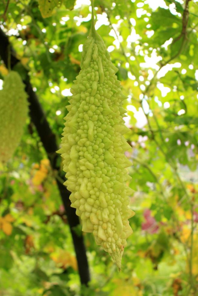 grüner Kürbis auf Baum foto