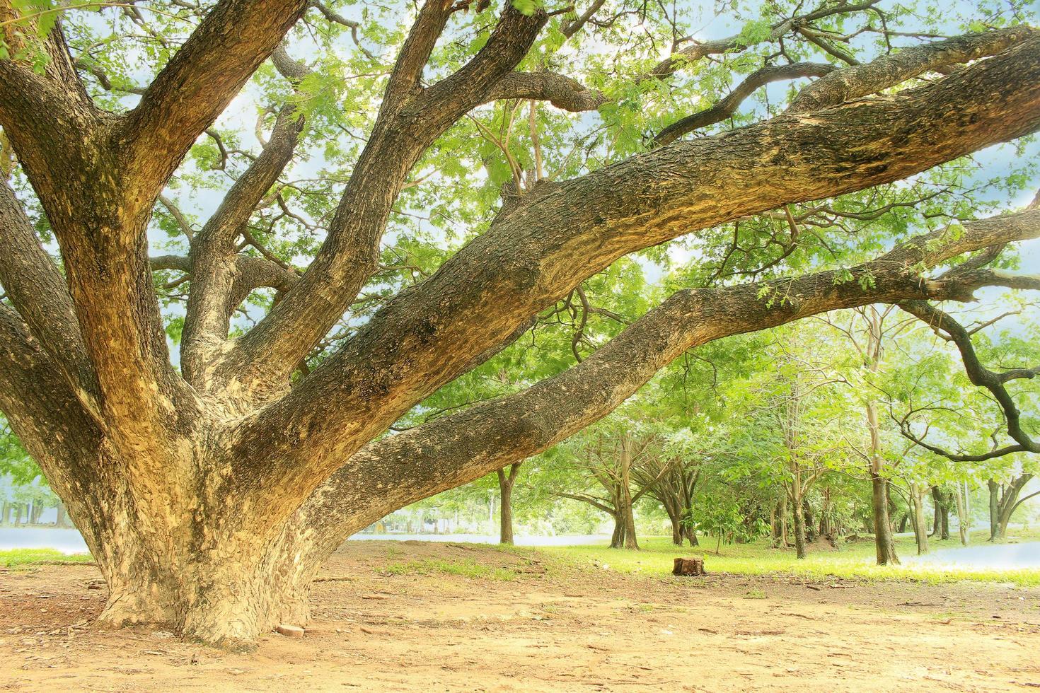 großer Baum in der Nähe von Teich foto