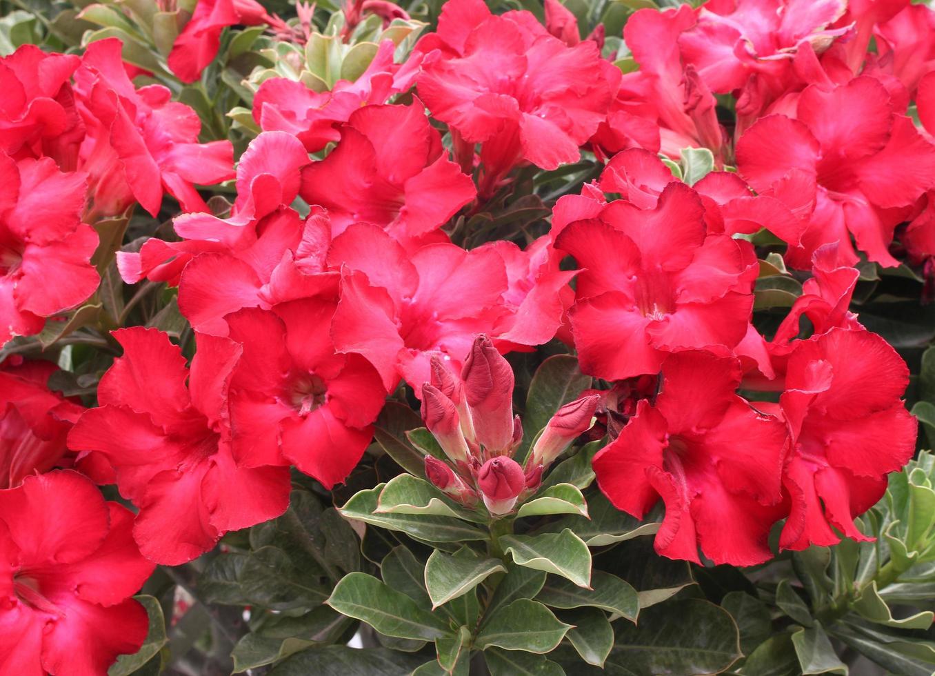rote Blumen im Garten foto