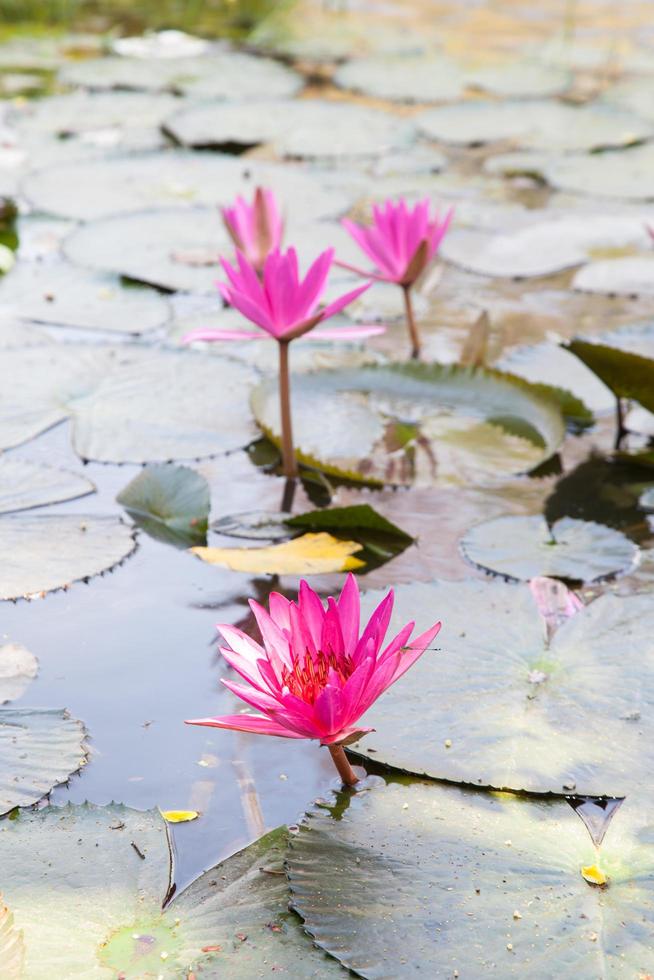 Lotusblumen in einem Teich foto