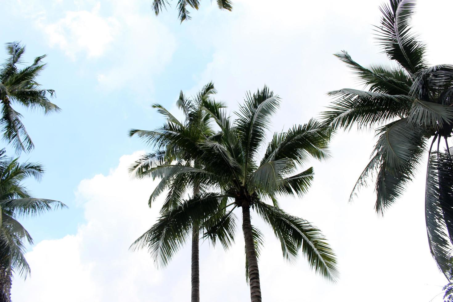 Palmen und blauer Himmel mit Wolken foto