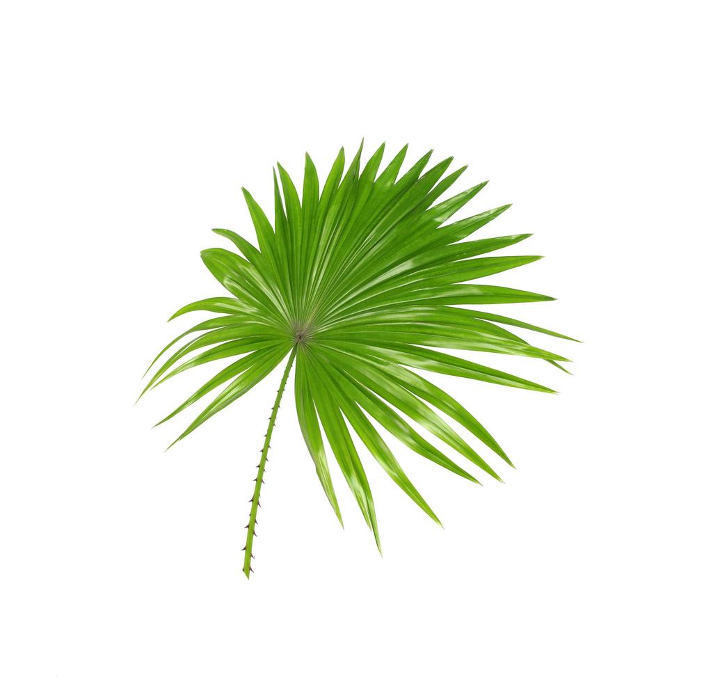 grünes Palmenlaub auf Weiß foto