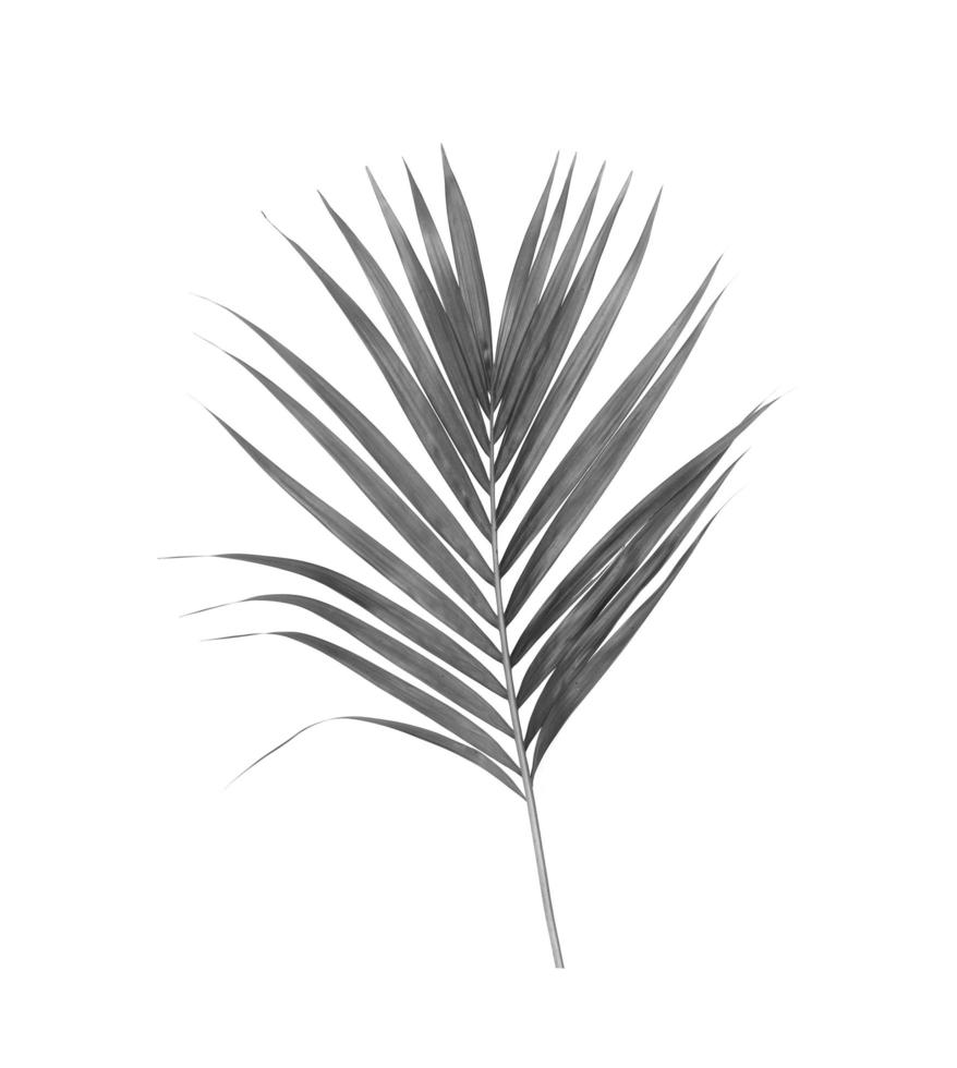 schwarz-weißes Palmblatt foto