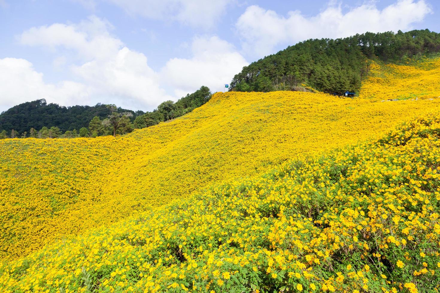 Landschaft in Thailand mit gelben Blumen foto