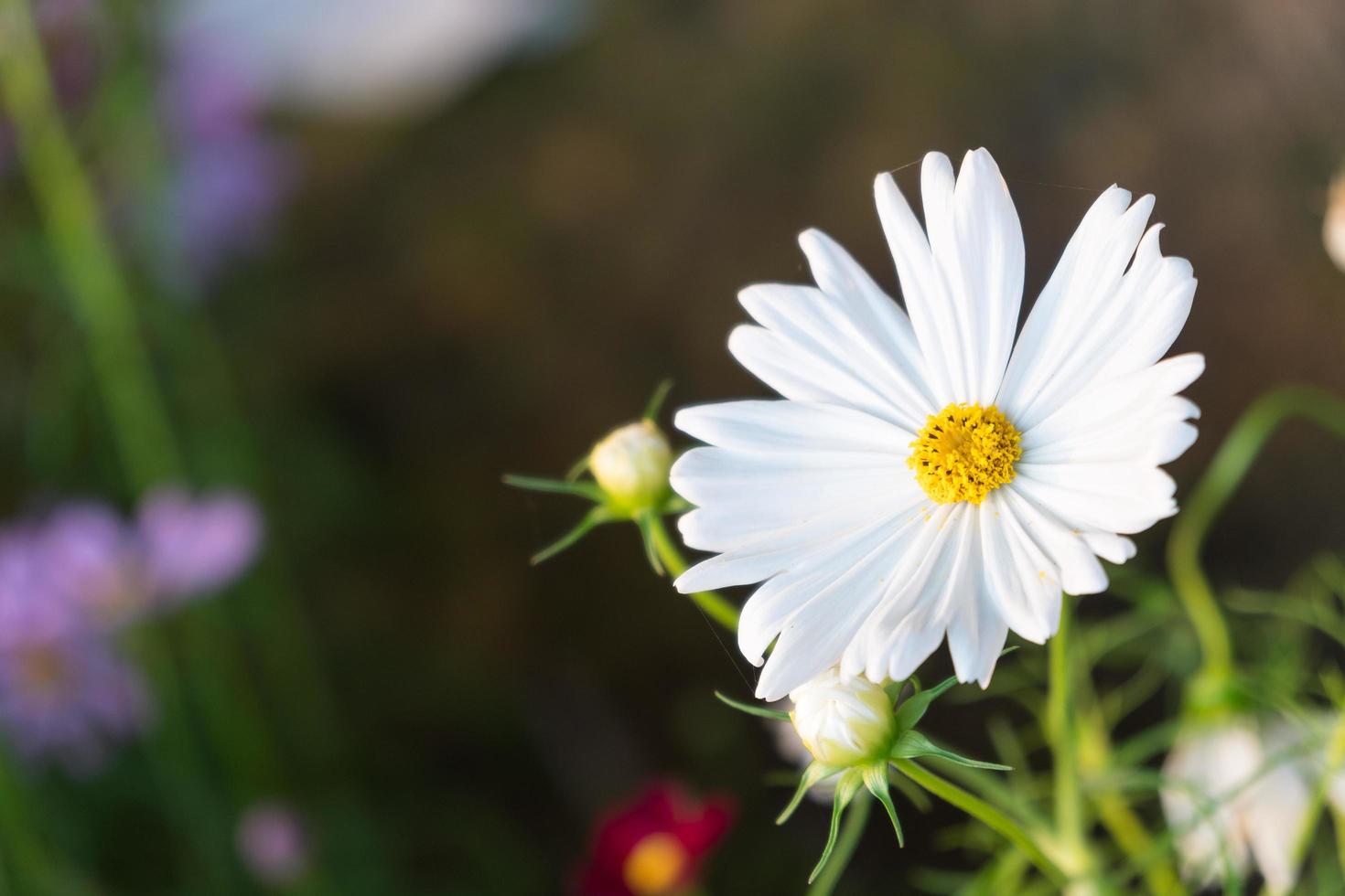 Gänseblümchenblume blüht foto