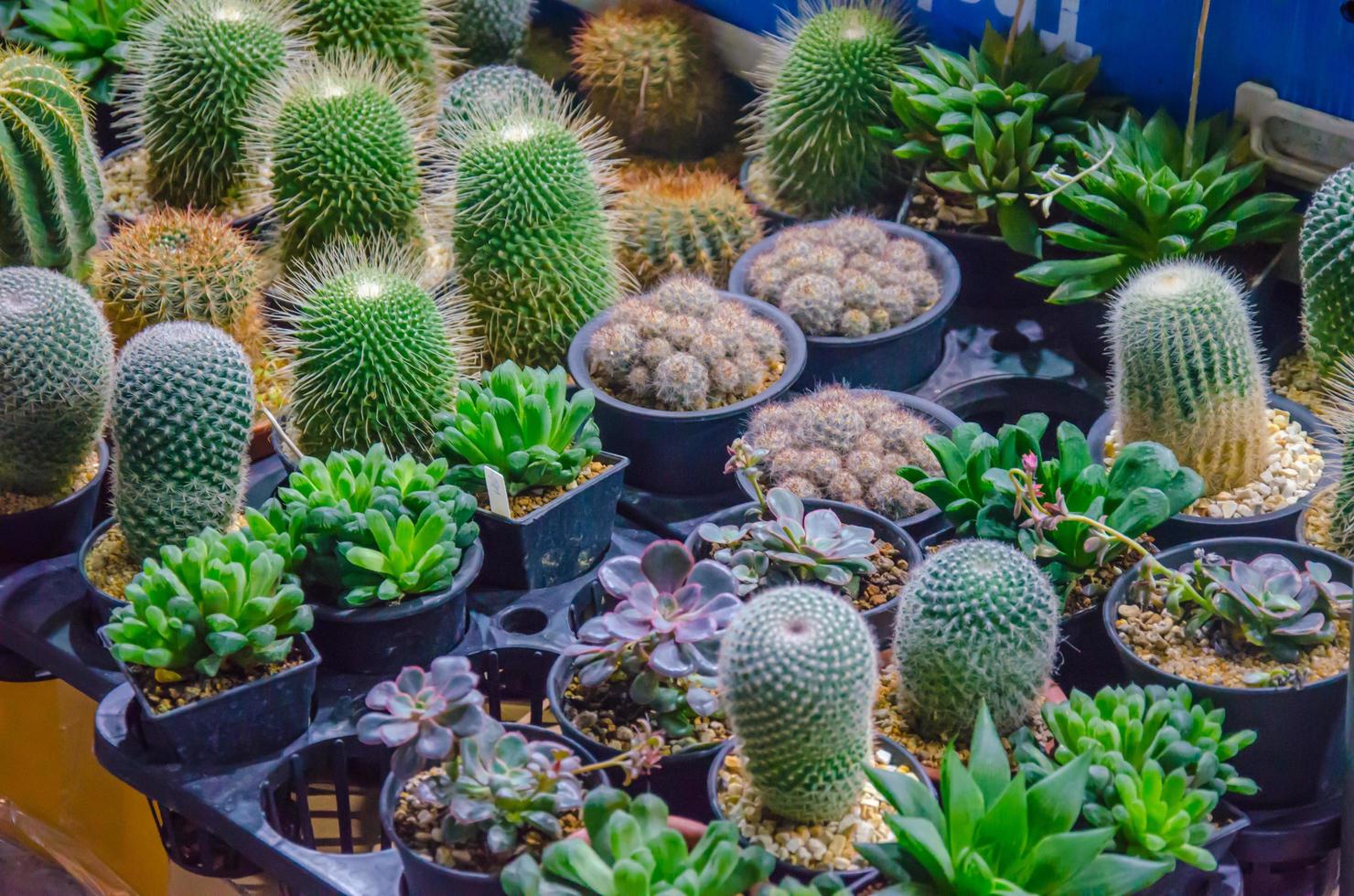 kleine Kaktuspflanzen foto