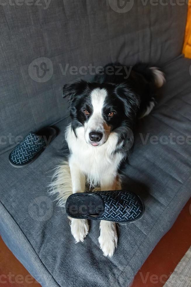 Frecher, verspielter Welpenhund Border Collie nach Unheil beißendem Pantoffel, der zu Hause auf der Couch liegt. Schuldiger Hund und zerstörtes Wohnzimmer. Beschädige ein unordentliches Zuhause und einen Welpen mit einem lustigen, schuldigen Blick. foto