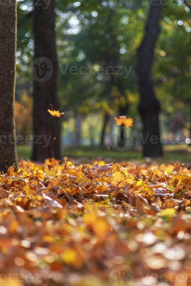 Blick auf den Herbststadtpark mit Bäumen und trockenen gelben Blättern foto