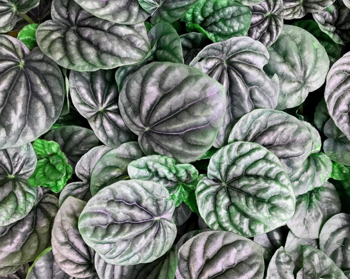 tiefviolette und grüne Blätter foto