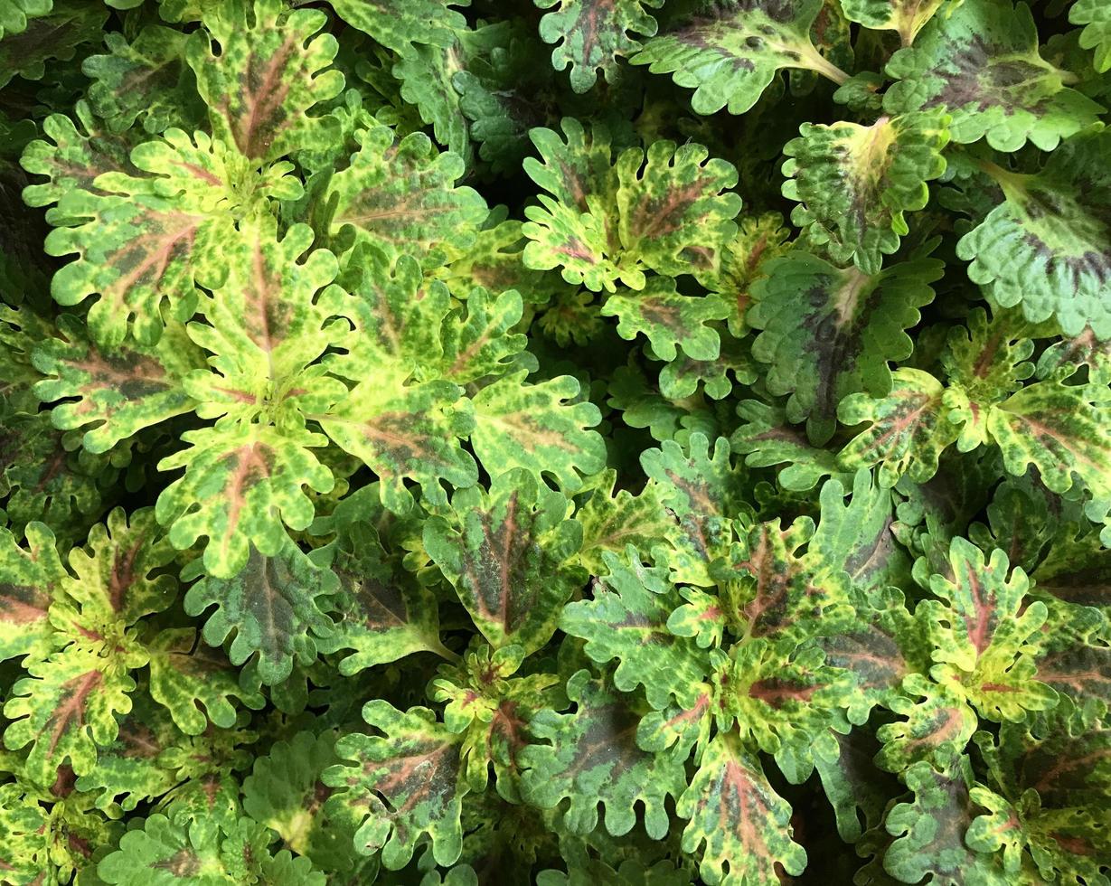 tropische Blätter mit violetten Flecken foto